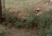 Premium North-West Facing HUDA Plot for Sale | Sector 78 Faridabad